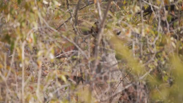 Nagyobb Kudu Antilop Legeltetés Ágakon Sűrű Bozótban Állvány Fókusz — Stock videók