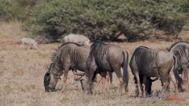 Gewone Gnoe Kudde Grazend Savanne Afrikaanse Wrattenzwijn Voorbij — Stockvideo
