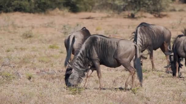 Blue Wildebeest Пасутся Африканских Саваннах Ходят Вокруг — стоковое видео