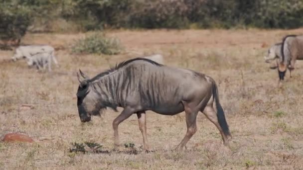Wildebeest Striding Savana Planície Entre Seu Rebanho Warthogs — Vídeo de Stock