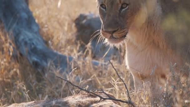 ライオンの糞キリンの死骸が顎から辺りを見回す — ストック動画