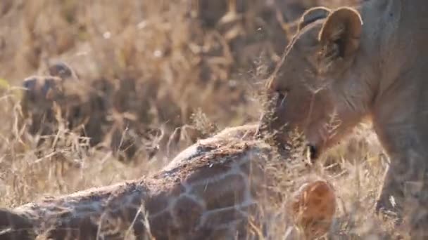 雌ライオンはキリンの死骸をサバンナの草の上に顎で引き — ストック動画