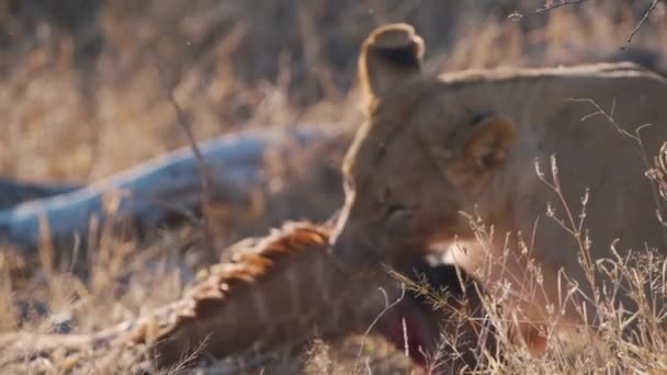 顎を使用して茂みの後ろにキリンの死体をドラッグ雌ライオン ラックフォーカス — ストック動画