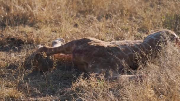 Afrika Nın Kuru Çayırlarında Yatan Ölü Zürafa Leşi — Stok video