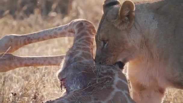 Dişi Aslan Çayırlarda Pençeleriyle Zürafa Leşi Sürüklüyor — Stok video