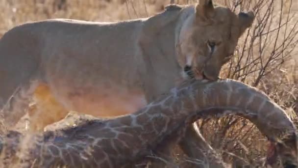 Dişi Aslan Çene Ile Çayırlarda Zürafa Leşi Sürüklüyor — Stok video
