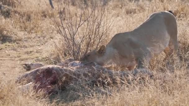 狮子咬长颈鹿的尸体 然后在草原上把它拖走 — 图库视频影像