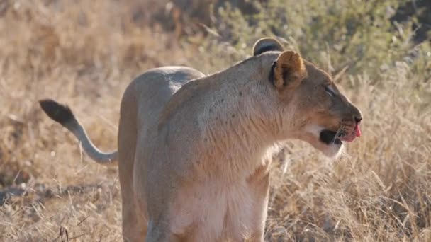 ライオン立っていますで乾燥したアフリカのサバンナ草となめる彼女の唇 — ストック動画