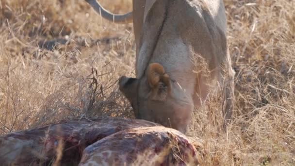 雌ライオンは その顎でそれを離れてドラッグするキリンの死体をかむ — ストック動画