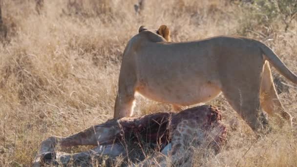 Lioness Standing Triumphant Bloody Giraffe Carcass Savannah — Stock Video
