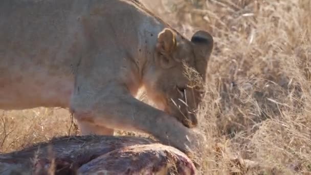 雌ライオンはアフリカのサバンナの草の中で血まみれのキリンの死骸にかむ — ストック動画