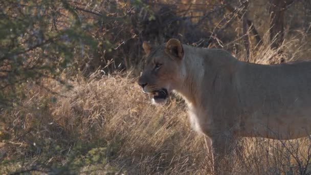 サバンナの茂みと喘ぎの木陰に立つ雌ライオン — ストック動画