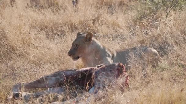 Lionne Gardant Carcasse Girafe Moitié Mangée Dans Herbe Savane — Video