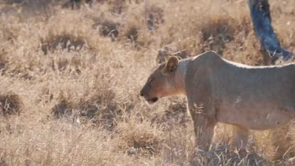 乾燥したアフリカのサバンナの草を一人で耕している捕食者のライオン — ストック動画