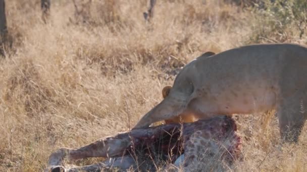 ハンター雌ライオンドラッグ離れて血キリン死体でサバンナ草 — ストック動画