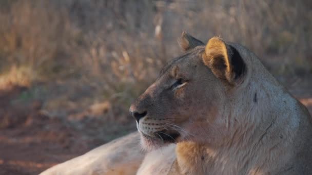 サバンナの日陰に横たわっ雌ライオン 距離を調べると 閉じる — ストック動画