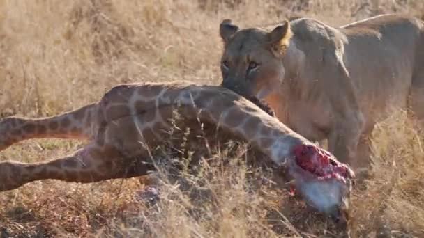雌ライオンは腐敗したキリンの死骸を顎でつかみ それを引きずり出す — ストック動画