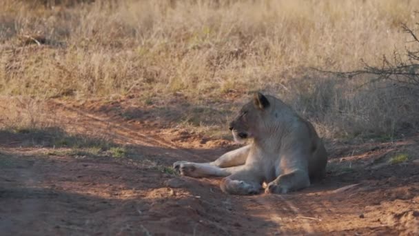 Singa Mengantuk Berbaring Malas Tempat Teduh Sabana Jalan Tanah — Stok Video