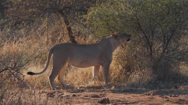 Lioness Sniffing Air Savannah Bush Picking Strange Scent — Stock Video