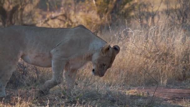 Leona Pewing Sniffing Dirt Ground Grass African Savannah — Vídeos de Stock