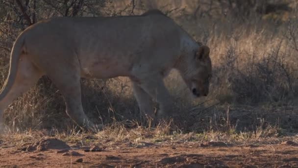 Lioness Sniffing Dirt Ground Savannah Picking Scent — Stock Video