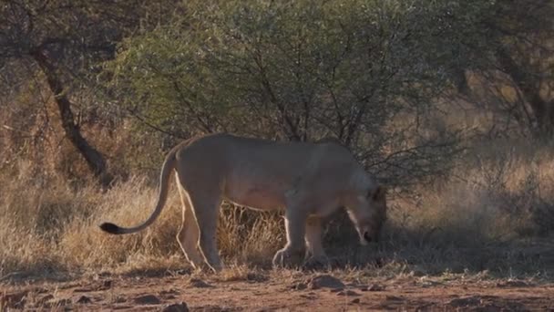 Löwin Schnüffelt Savannenbusch Und Sucht Boden Mit Der Pfote — Stockvideo