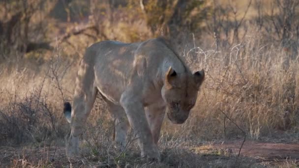Dişi Aslan Savannah Toprak Zemini Eşeliyor Sonra Esniyor — Stok video