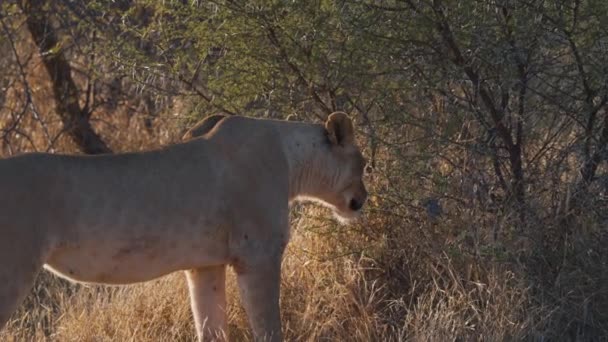 Lioness Sniffing African Savannah Bush Smelling Unknown Scent — Stock Video