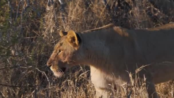 Solitary Lioness Walking African Savannah Grass Thorny Bush — Stock Video