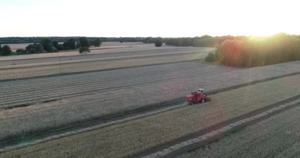Wheat Harvesting Season Aerial View Sunset Tractor Harvest Machine Working — Stock Video