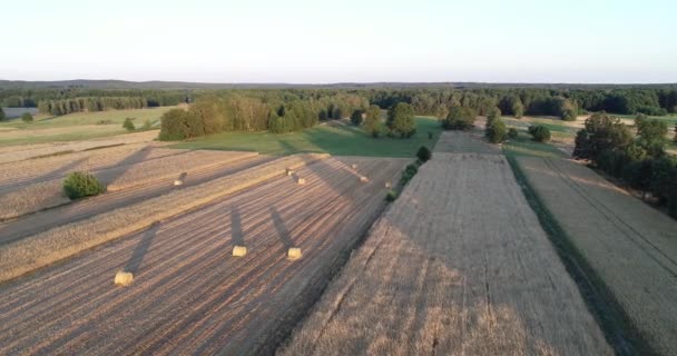 黄金の時間の間に農地の田舎で干し草の山のある小麦のプランテーションの空中日没の景色 — ストック動画