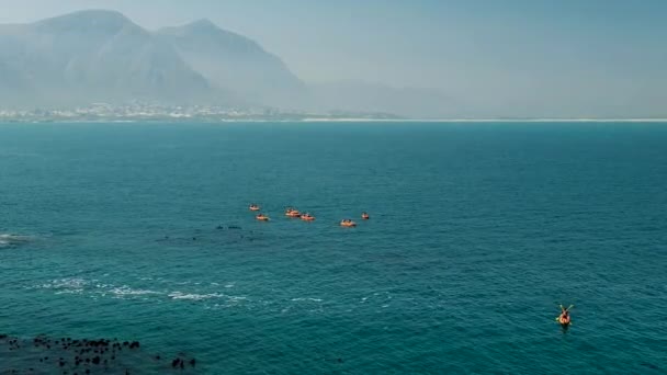 Kayakers Peddelen Bij Kust Van Hermanus Walker Bay Zuid Afrika — Stockvideo