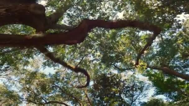 位于南卡罗来纳州希尔顿头的美丽的弗吉尼亚橡树下散步 — 图库视频影像