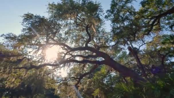 Walking Beautiful Virginia Live Oak Trees Spanish Moss Hilton Head — Vídeo de Stock