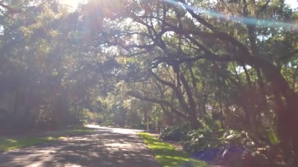 美しいバージニア州の下を歩く南カロライナ州ヒルトンヘッドにスペイン語の苔を持つオークの木 — ストック動画