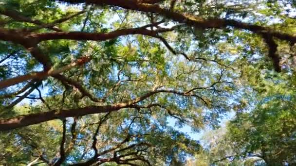 美しいバージニア州の下を歩く南カロライナ州ヒルトンヘッドにスペイン語の苔を持つオークの木 — ストック動画