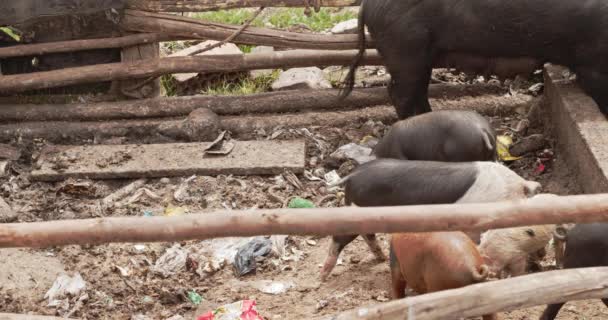 쿠스코에 휴지통에서 돼지들 — 비디오