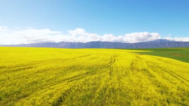 Aerial Footage Yellow Canola Fields Mountain — Stock Video