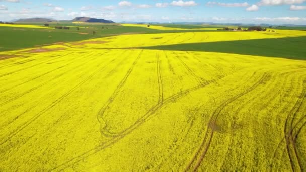 Aerial Footage Yellow Canola Fields — Stock Video