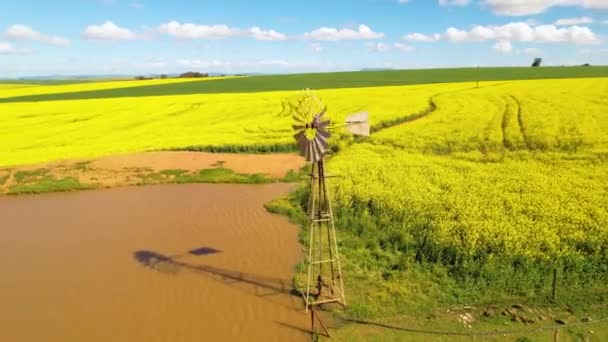 Aerials Canola Lands Windmill — Stock Video
