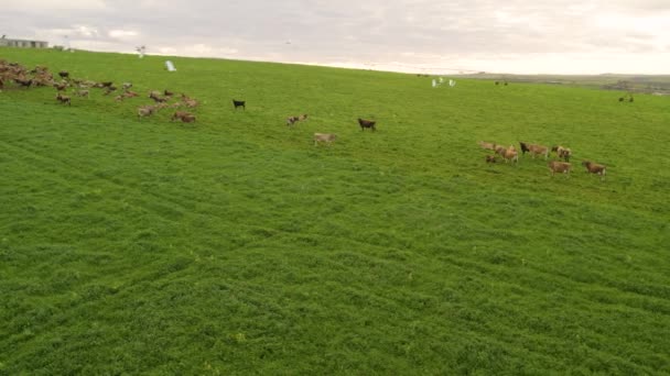 Aeriales Vacas Pastando Los Prados — Vídeo de stock