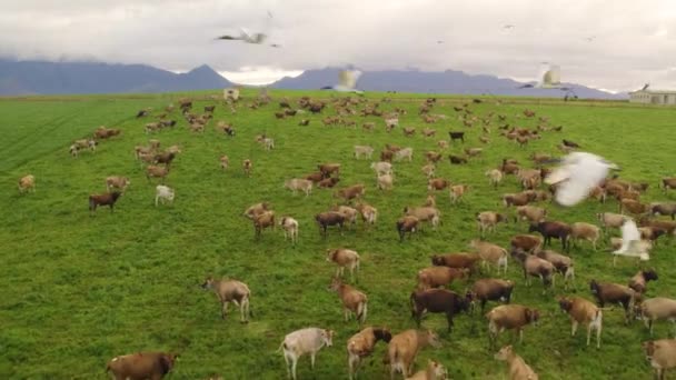 Aerials Cows Grazing Meadows — Stock Video