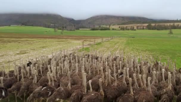 Aerials Group Ostriches Running Open Field — Video Stock