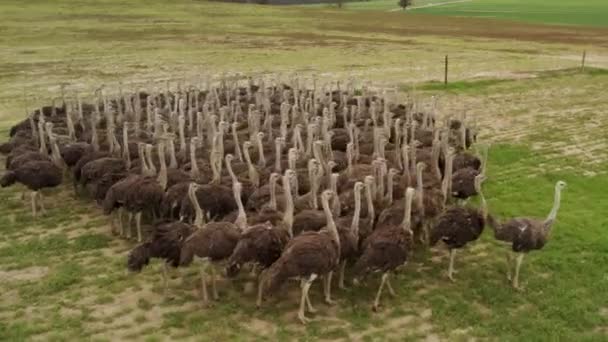 Aerials Group Ostriches Running Open Field — Stock Video