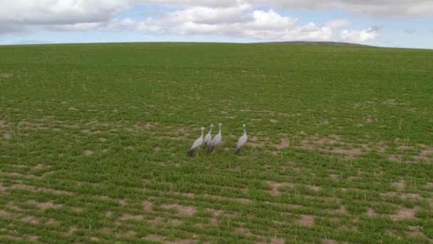 Luchtfoto Van Zuid Afrikaanse Blauwe Kraanvogel Grazend Groene Weiden — Stockvideo