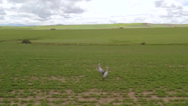 Aérea Grulla Azul Sudafricana Pájaro Pastando Pastos Verdes — Vídeo de stock