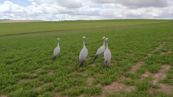 緑の牧草地での南アフリカの青鶴鳥の放牧の空中 — ストック動画