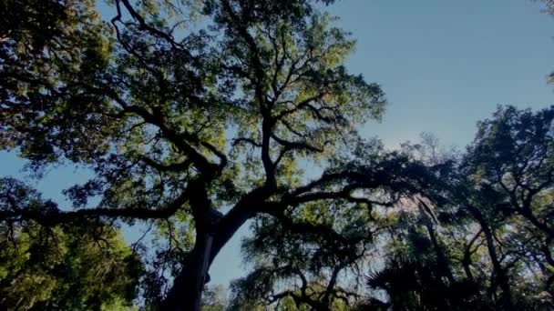 Bawah Pohon Virginia Yang Indah Hilton Head South Carolina — Stok Video