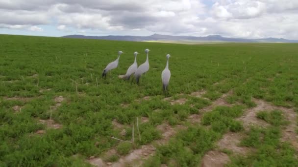 Aérien Grue Bleue Afrique Sud Pâturage Oiseaux Dans Des Pâturages — Video