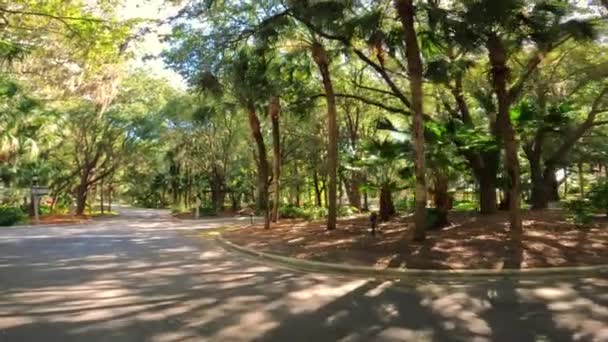 Caminhando Sob Belas Árvores Carvalho Virgínia Vivo Hilton Head Carolina — Vídeo de Stock